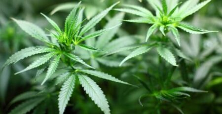 cannabis planter