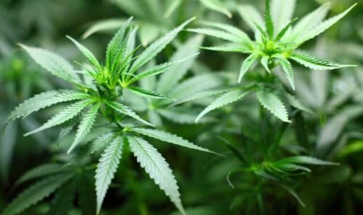 cannabis planter